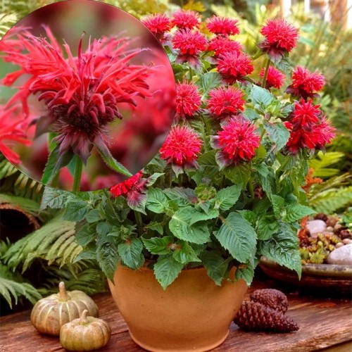 Monarda 'Fireball' - Monarda 'Fireball' P9/0,55L 